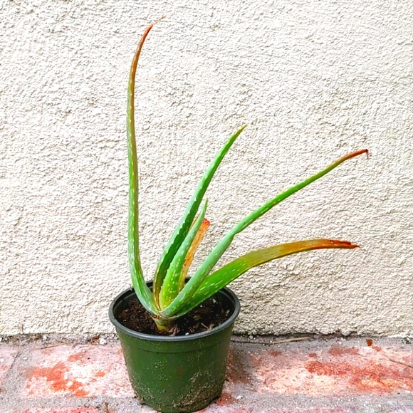 Homemade Other - Aloe Vera Plant